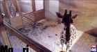 Giraffe stream flagged on YouTube for 'nudity & sexual content'