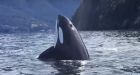 When orcas attack: close encounter with 6 killer whales leaves boaters in awe