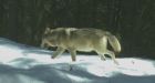Bow Valley wolf pack down to 2 after male killed by hunters in B.C.
