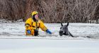 Dramatic rescue saves 7 horses from icy death in frozen-over slough