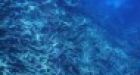 As coral reefs die, huge swaths of the ocean floor are eroding along with them