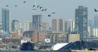 30,000 cormorants destroying lakeside park