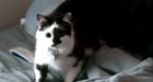 22-pound house cat attacks baby, traps owners in bedroom | CTV News