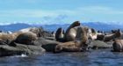 Sea lions rescued from slow death in Fanny Bay, B.C.