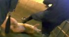 Hidden camera investigation reveals abuse in Canadian pork transportation system