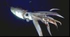 Squid swarm attacks research sub in Greenpeace video
