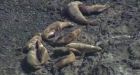 Warmer Pacific may be starving sea lions, seabirds