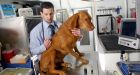 Nevada mulls bill that would allow pets to use pot