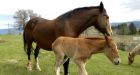 Penticton's wild horses getting closer to downtown