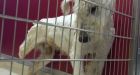 Judge rules April Dawn Irving can't own, possess or control any animal
