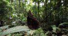 Amazon rainforest soaking up less carbon as trees die young: study