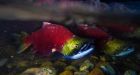 'Warm blob' of water in Pacific Ocean could hurt salmon