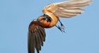 Are the Prairies getting quieter' Songbirds are declining in number