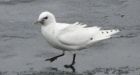Mercury levels rising in endangered Arctic gulls: biologist