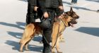 Tunisia museum attack: Akil the German Shepherd, killed by gunmen, hailed a hero
