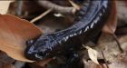 Kitchener closes Stauffer Drive for salamander safety