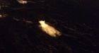 Polar bear pays visit to Hibernia oil platform