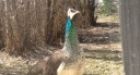 Are you missing a peacock' Runaway bird lands at Saskatoon acreage