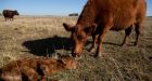 China cloning factory to produce cattle, racehorses and pets