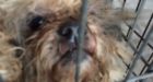 Annapolis County puppy mill bust yields 28 animals, says SPCA